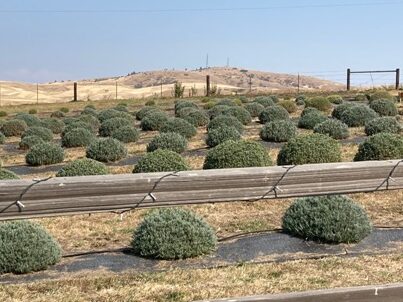 North Lavender Field featured in our Blog